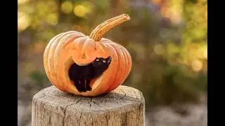 He thinks he is invisible 😂😂 #cat #meow #funnyshorts #blackcat #subscribe #catvideos 