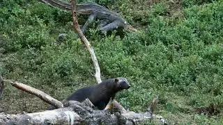 Tasmanian Devil vs Honey Badger vs Wolverine Showdown #TasmanianDevil #HoneyBadger #Wolverine