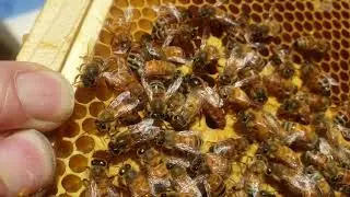 Honey Bee Colony Problems, Slow Spring Growth
