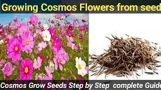 How to Grow Cosmos Flowers from Seed  | Step-by-Step Guide for Beginners