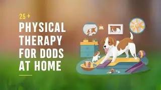 25+ Physical Therapy For Dogs At Home | Pets Caring Hub