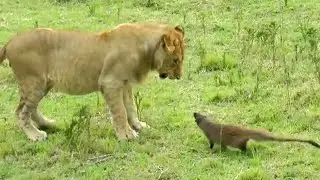 💥An Incredible Mongoose-Lion Fight! A Must-See!