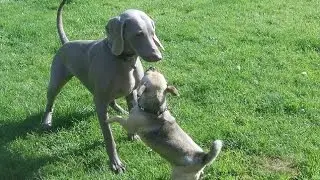 Jug Dog Bridie being exercised by Weimaraner Sebastian.