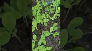 Growing plants from seeds. Sweet Pea #flowerszone #seeds #flowers #plants #garden #kopsht #lule