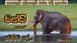 ඇතෙකුයි අලියෙකුයි එක්ක වලි දාගත්ත චන්ඩි ඇතාට වෙච්ච දේ | What Happened to Wild Tusker Chandi