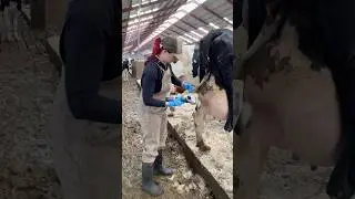 🐄✂️ Cow Grooming 101: Pretty Farm Girl Demonstrates Perfect Tail Trimming