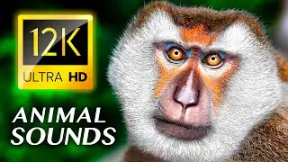 ЗВУКИ ЖИВОТНЫХ: Удивительные милые животные 12K ВИДЕО ULTRA HD