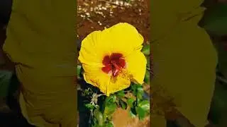 Yellow Mandaram Flower | Yellow Hibiscus Flower | మందారం పువ్వు | VS Lifestyle | 2022