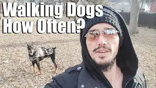How Often Should You Walk Your Dog? Dog Walking Vlog