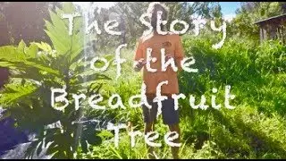 The Story of the Breadfruit Tree | Eat And Be Eaten