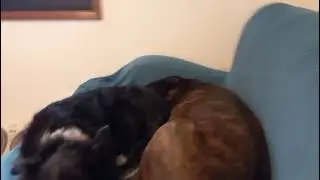 Snuggle Brothers!