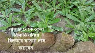 বিলাতি ধনিয়া চাষ পদ্ধতি। অধিক লাভ বিলাতি ধনিয়া চাষে। #agro24 bd
