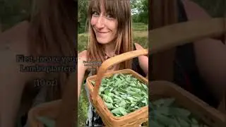 Foraging Lambsquarters!