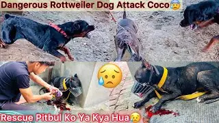 Rescue Pitbull Ko Ya Kya Hogya😢💔|| Dangerous Rottweiler Dog Attack Coco😰