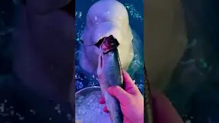 Feeding food ||@MAzadHosen #dolphin #fish#icc