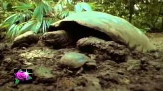 Camille Saint-Säens - El Carnaval de los Animales - La Tortuga