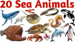 20 Sea Animals in English | Fun Learningfor Kids, Preschool & Toddlers with Pictures