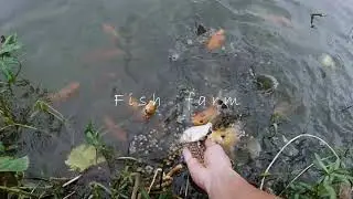 Fish farm. Feeding time.