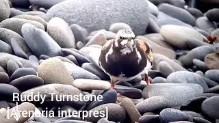 Ruddy Turnstone[Arenaria interpres]🐦🦜🕊️ 🎵🐤❤️💖🍀🌻🌹