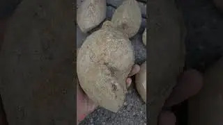 2 Nautilus fossils and 4 large bivalve fossils