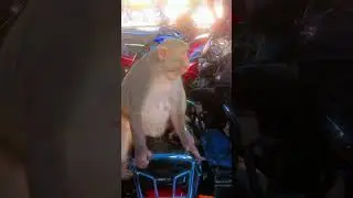 money looking me very dangerous ! #monkey #shorts #anime #animal @HappyMonkeyy #animallover