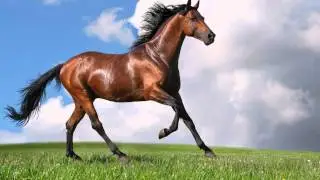 Amazing Galloping Horses 1080p HD