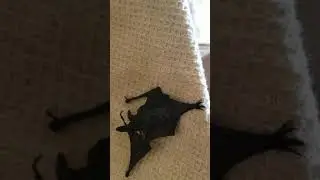 Rescuing bat from sticky fly trap