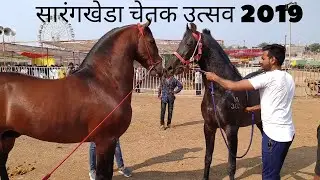 सारंगखेडा चेतक&nbsp; उत्सव 2019 || दोन घोड्यांचाी टक्कर || Chetak Festival 2019| Horse Fight