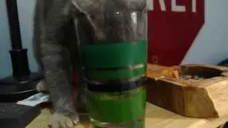 CAt drinking from water glass
