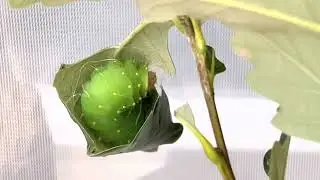 Life cycle of the Polyphemus Moth
