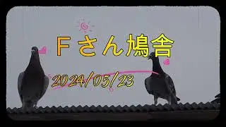 Ｆさん鳩舎　2024年5月23日 部分編集して再アップしました。