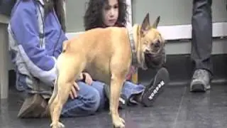 French Bulldog 