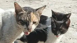 animals live #cat #kitten
