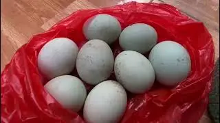 Tutorial Membuat Telur Asin || TUGAS SBK IX&mdash;A