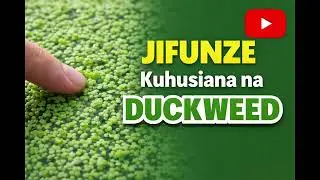 Jifunze kuhusu chakula mbadala cha mifugo ikiwemo kuku Duckweed