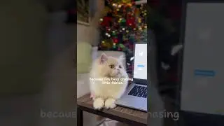 Cute Fairy Catcher!!😍🦋 #capcut #cat #cats #cute #pets #catlover #catvideos #purrfect #funnycats
