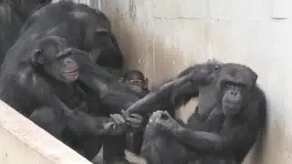Bonbon, let's play with me! by Gin  ボンボン、僕と一緒に遊ぼう！ジン　Chimpanzee  Tama Zoological Park