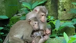 Rainbow hungry milk so much, poor baby monkey, please stop kidnapping