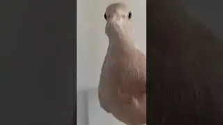What a Female Ringneck Dove Coo actually sounds like. 🥰 #Doves #birds #RingneckDoves #singingbirds
