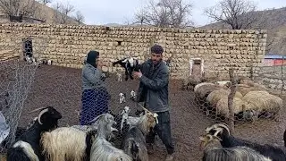 Hamid and his mother breastfeeding a baby goat