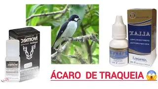 # &Aacute;CARO DE TRAQUEIA, COMO TRATAR?