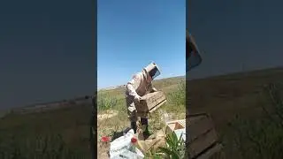 تحويل خلية النحل من الجبح إلى الصندوق