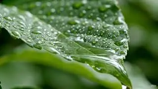 Relaxing Rain Dripping on Wet Leaves | Nature ASMR for Deep Sleep and Calm Mind