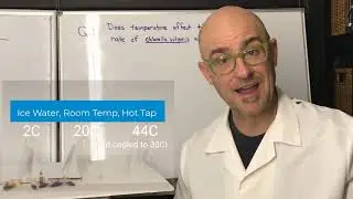 Temperature vs Photosynthesis in Algae Beads