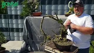 Bonsai pfropfen  Teil 2:  Stadien 1 und 2