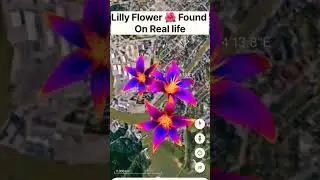 Lilly Flower 🌷 Found On Google Map||Google Map||#shorts#searchwithjay#lilly