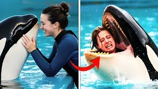 The TERRIFYING Last Moments of Orca Trainer Lauren Mitchell &mdash; Orca Attack at SeaWorld