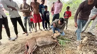 Stray Dogs Attack &ndash; Nilgai Baby Rescue | Emotional Video 