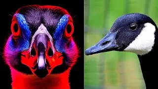 The Goose: The Bird & The Totem
