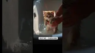 I Dropped a CAT Soap.... #asmr #new #animals #soap #funny #zoo #toys